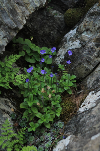 Image of Veronica aphylla by (c) marius, some rights reserved (CC BY)