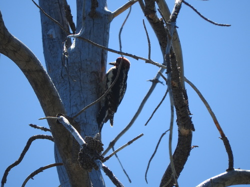 iNaturalist observation photo of Red-naped Sapsucker