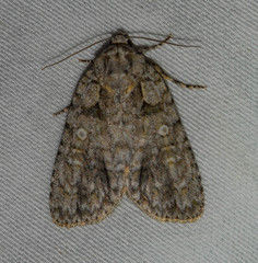 Acronicta modica