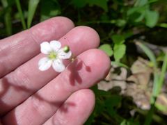 Moehringia lateriflora