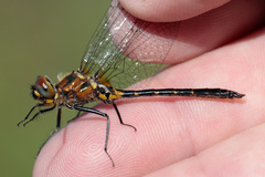 Dorocordulia lepida