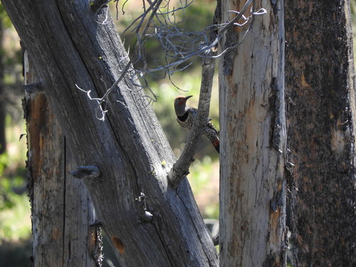 iNaturalist observation photo of Northern Flicker