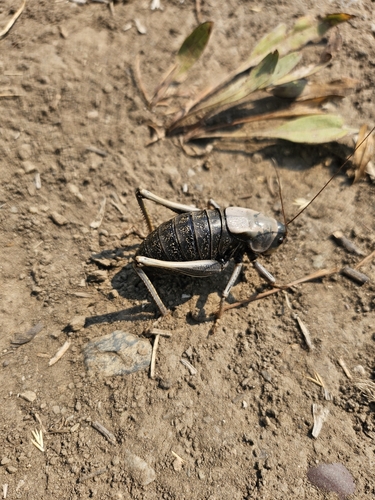 Mormon cricket