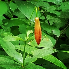 Lilium canadense
