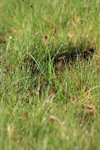 Carex foetida, photograph 4