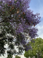 Jacaranda