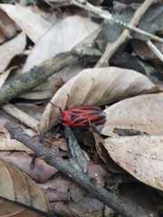 Sphenoclypeana parana