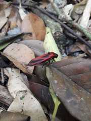 Sphenoclypeana parana