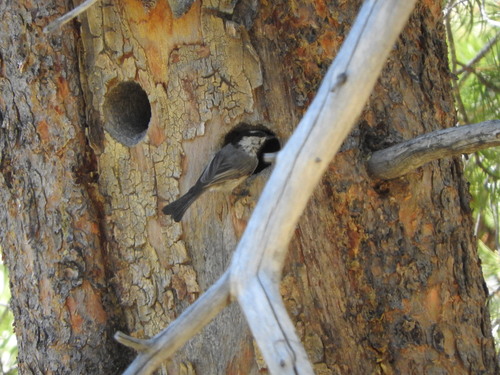 iNaturalist observation photo of Mountain Chickadee