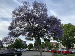 Jacaranda