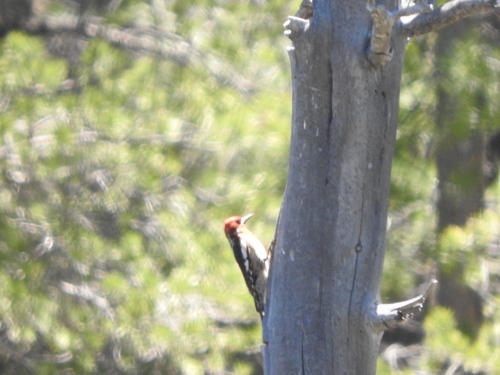 iNaturalist observation photo of Red-breasted Sapsucker