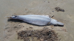 Atractosteus spatula