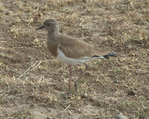 Vanellus melanopterus