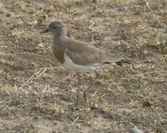 Vanellus melanopterus