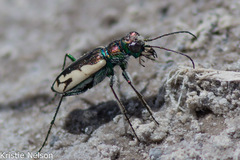 Cicindela parowana platti