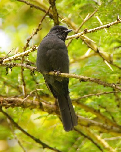 Northern Black-Flycatcher