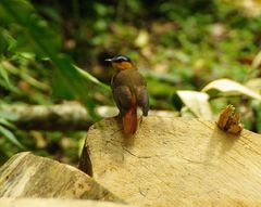 Sheppardia polioptera