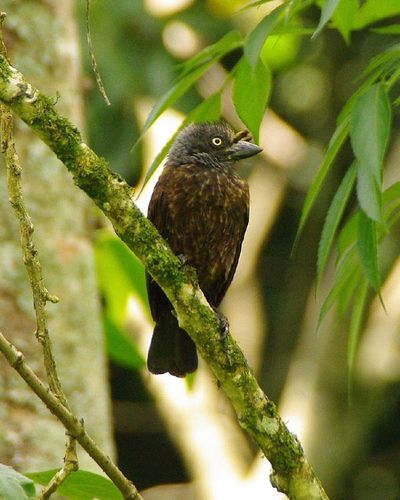Gymnobucco bonapartei