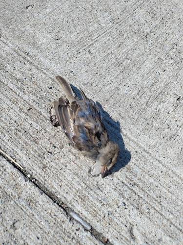 House Sparrow photographed in Michigan