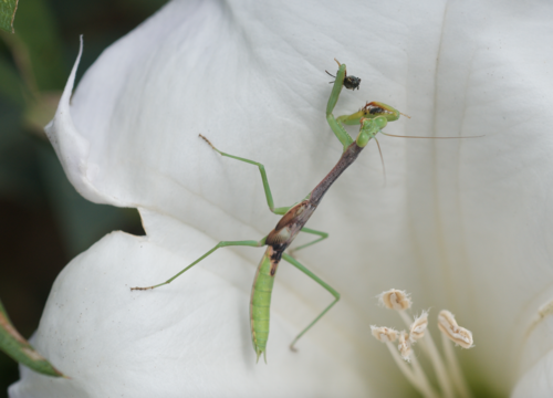 Sonoran Tiger Mantis