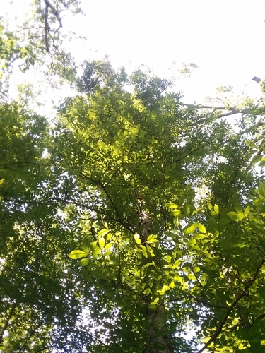 Image of Carya myristiciformis by (c) Will McFarland, some rights reserved (CC BY)
