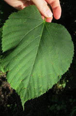 Paracercosporidium microsorum