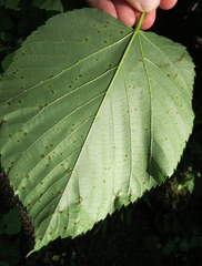 Paracercosporidium microsorum