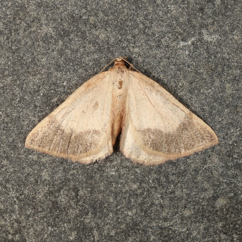 Bordered Fawn Moth photo 2