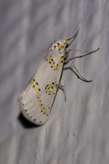 Philtraea paucimacula