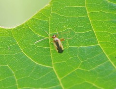 Adelphocoris suturalis