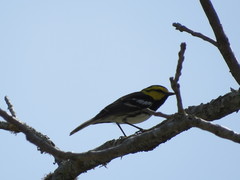 Setophaga chrysoparia