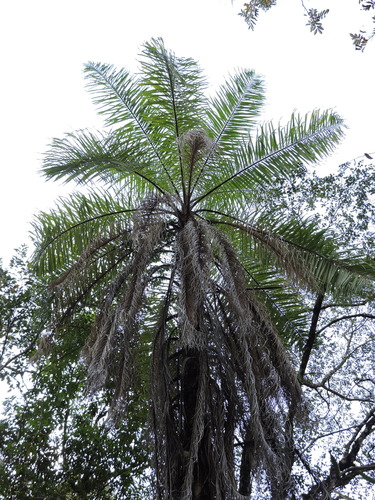 Image of Corozo by (c) Fabrício Mil Homens Riella, some rights reserved (CC BY)