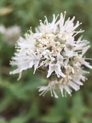 Monardella odoratissima