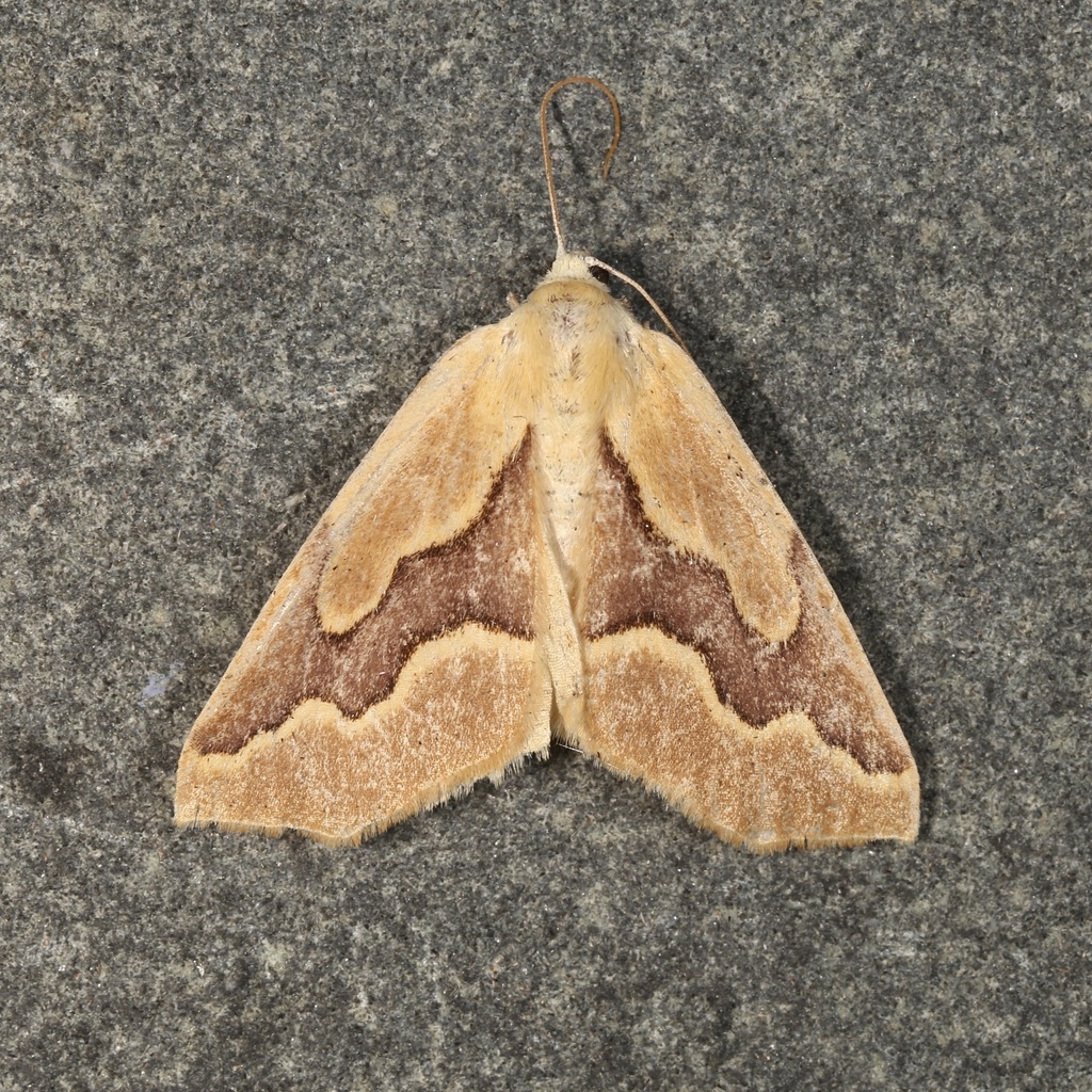 Sabulodes edwardsata