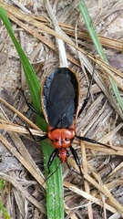Rhiginia cinctiventris