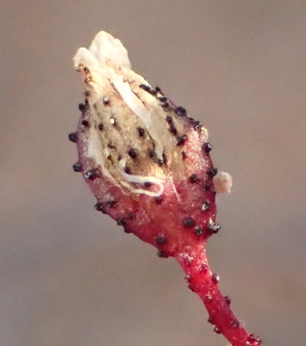 Image of Kewa salsoloides by (c) Nicola van Berkel, some rights reserved (CC BY-SA)