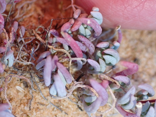 Image of Kewa salsoloides by (c) Nicola van Berkel, some rights reserved (CC BY-SA)