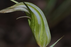 Pterostylis ampliata