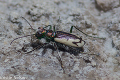Cicindela parowana platti