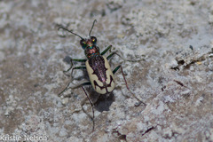 Cicindela parowana platti