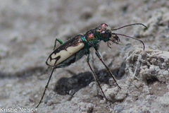Cicindela parowana platti