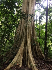Lagerstroemia calyculata