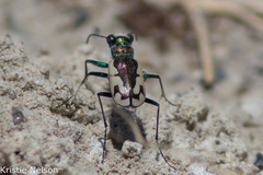 Cicindela parowana platti