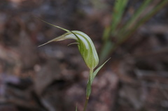 Pterostylis ampliata