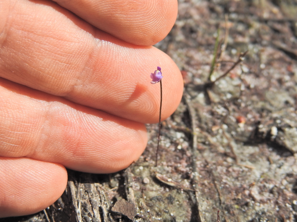 Utricularia lateriflora R.Br.