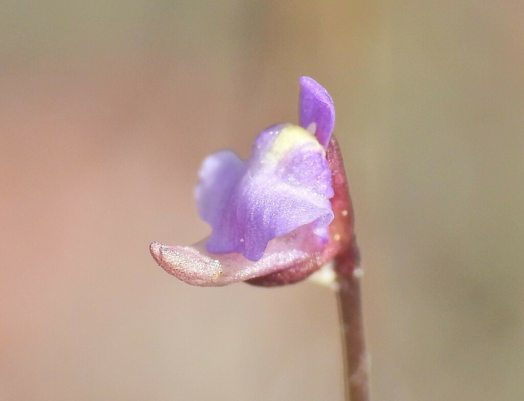 Utricularia lateriflora R.Br. 2