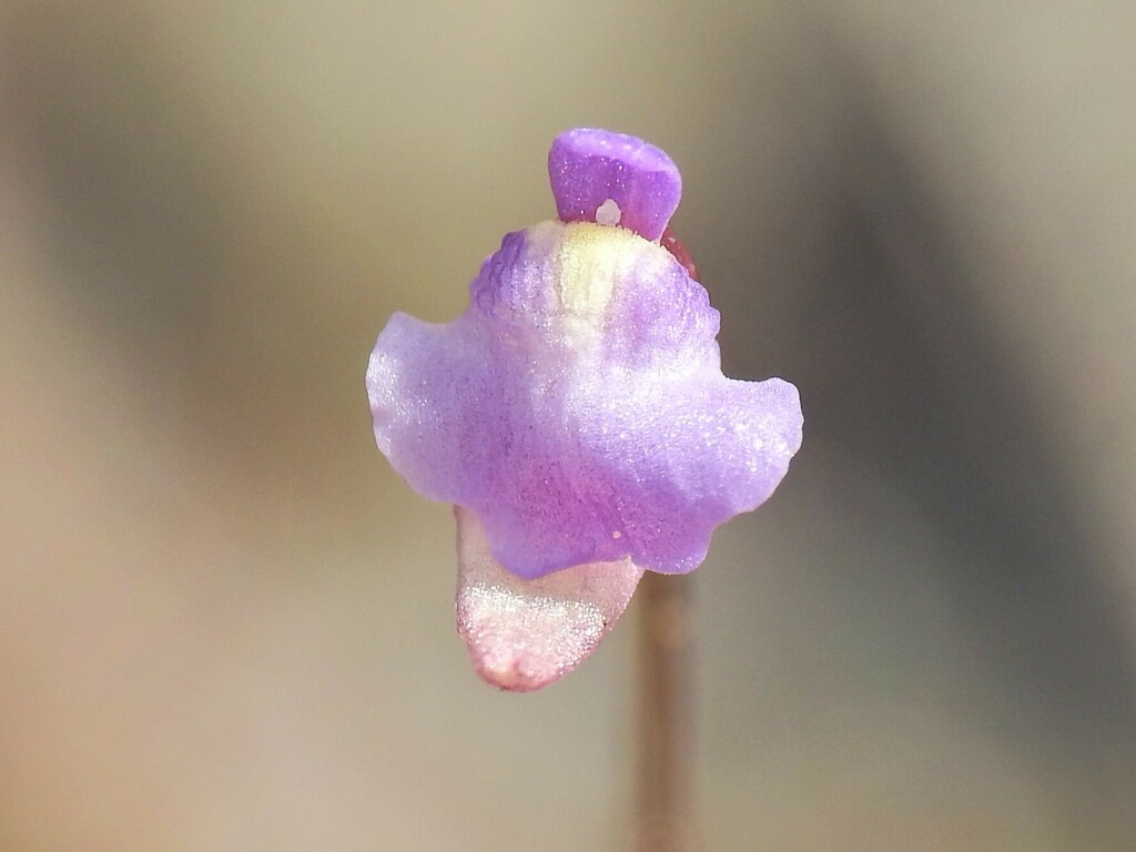 Utricularia lateriflora R.Br. 3