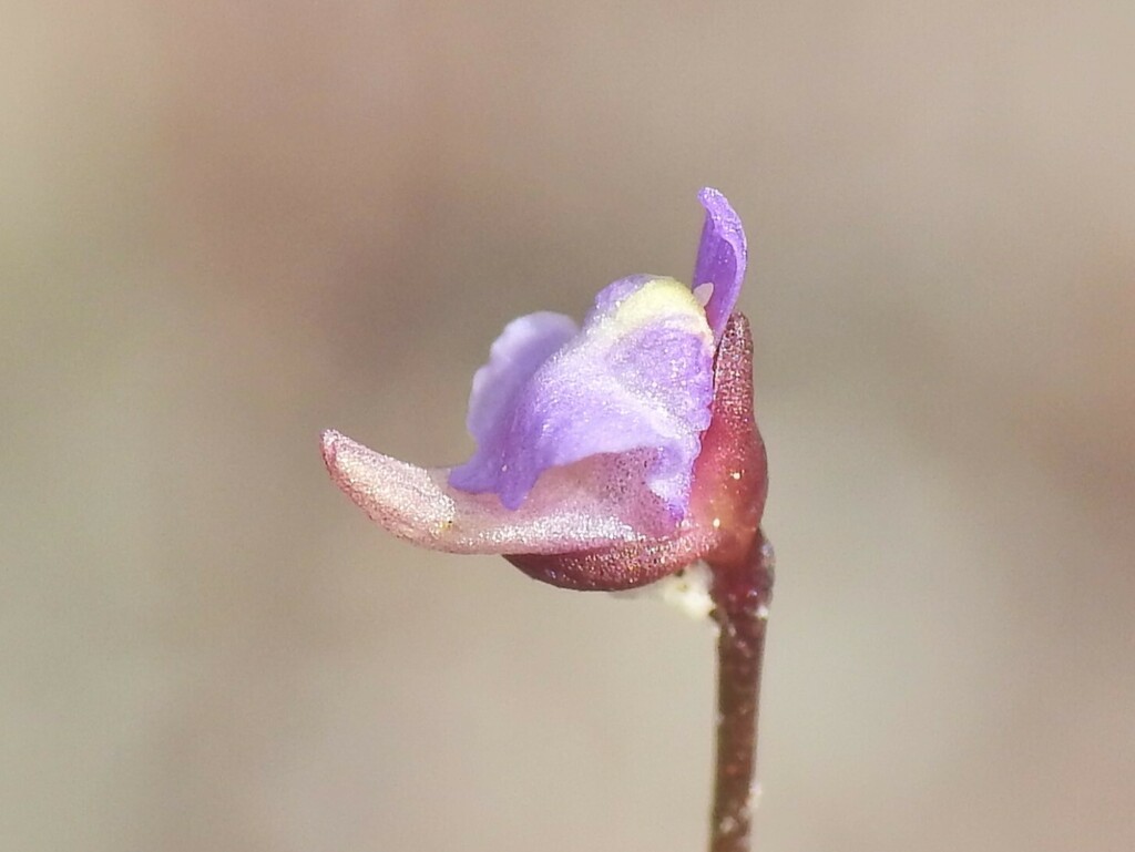 Utricularia lateriflora R.Br. 4