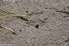 Cicindela parowana platti