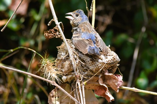 Blue Grosbeak, photo 7 of 10